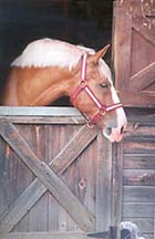 [photo, Horse in stable, Timonium, Maryland]