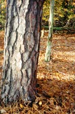 [photo, Loblolly Pine trunk, Laurel, Maryland]