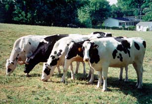 [photo, Grazing cows, U.S. Naval Academy Dairy Farm, Gambrills, Maryland]