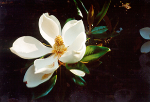[photo, Southern magnolia blossom, Annapolis, Maryland]