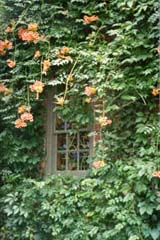 [photo, Trumpet Vine (Campsis radicans),  private garden, Cornhill St., Annapolis, Maryland]