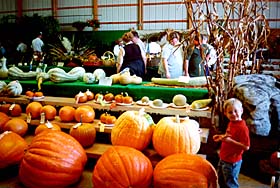 [photo, pumpkins, Frederick County Fair, Frederick, Maryland]