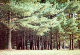 [photo, Pines, Gunpowder Falls State Park, south of Bradshaw, Baltimore County, Maryland]