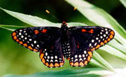 [photo, Baltimore Checkerspot Butterfly]
