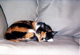 [photo, Sleeping calico cat, Canton, Baltimore, Maryland]