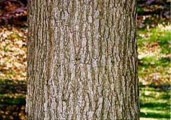 [photo, bark of White Oak, Anne Arundel County, Maryland]