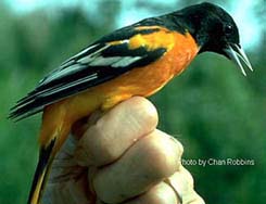 [photo, Baltimore oriole in full breeding plumage]