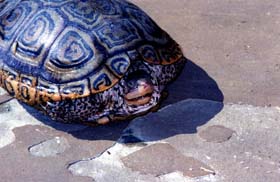 [color photograph, Diamondback Terrapin (view of upper shell and retracted head), Annapolis, Maryland]