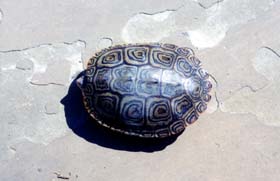 [color photograph, Diamondback Terrapin (view of upper shell), Annapolis, Maryland]