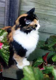 [photo, Calico cat, Annapolis, Maryland]