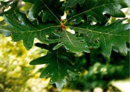 [photo, Leaves of White Oak, Anne Arundel County, Maryland]