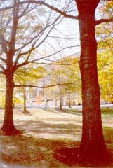 [photo, Trees near Murphy Courts of Appeal Building entrance, Annapolis, Maryland]