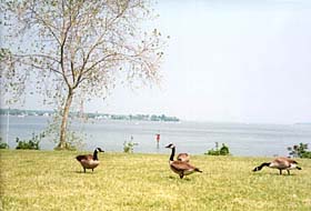 [photo, Canada geese near Patuxent River, St. Mary's County, Maryland]