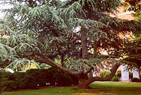 [color photo, Pine tree on Courthouse grounds, Easton, Maryland]