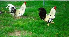[color photograph of roosters]